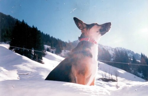 servizi_per_animali